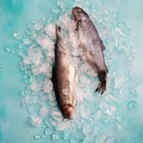 Ariel Food Photography Background with ice cubes and whole fish