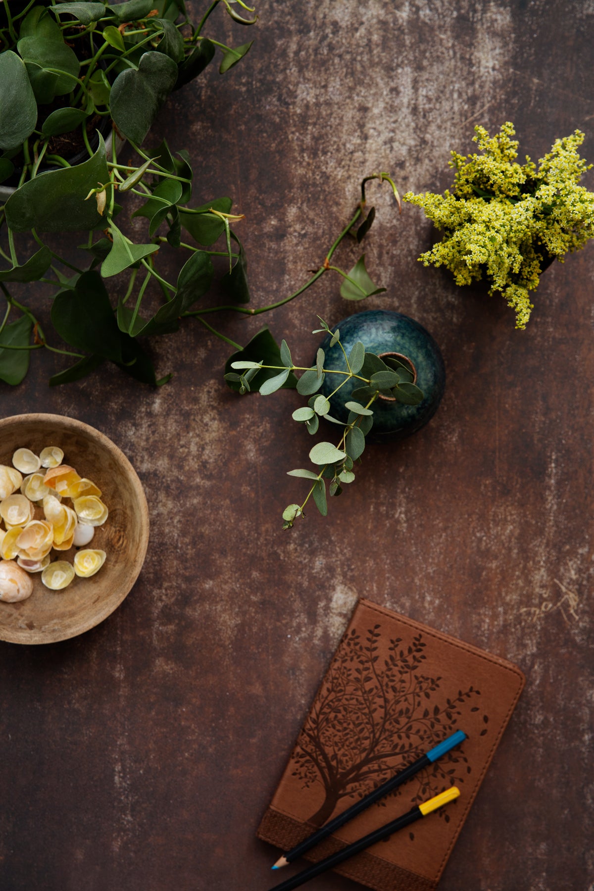 Dark and moody stone photography surface with plants, shells and journal
