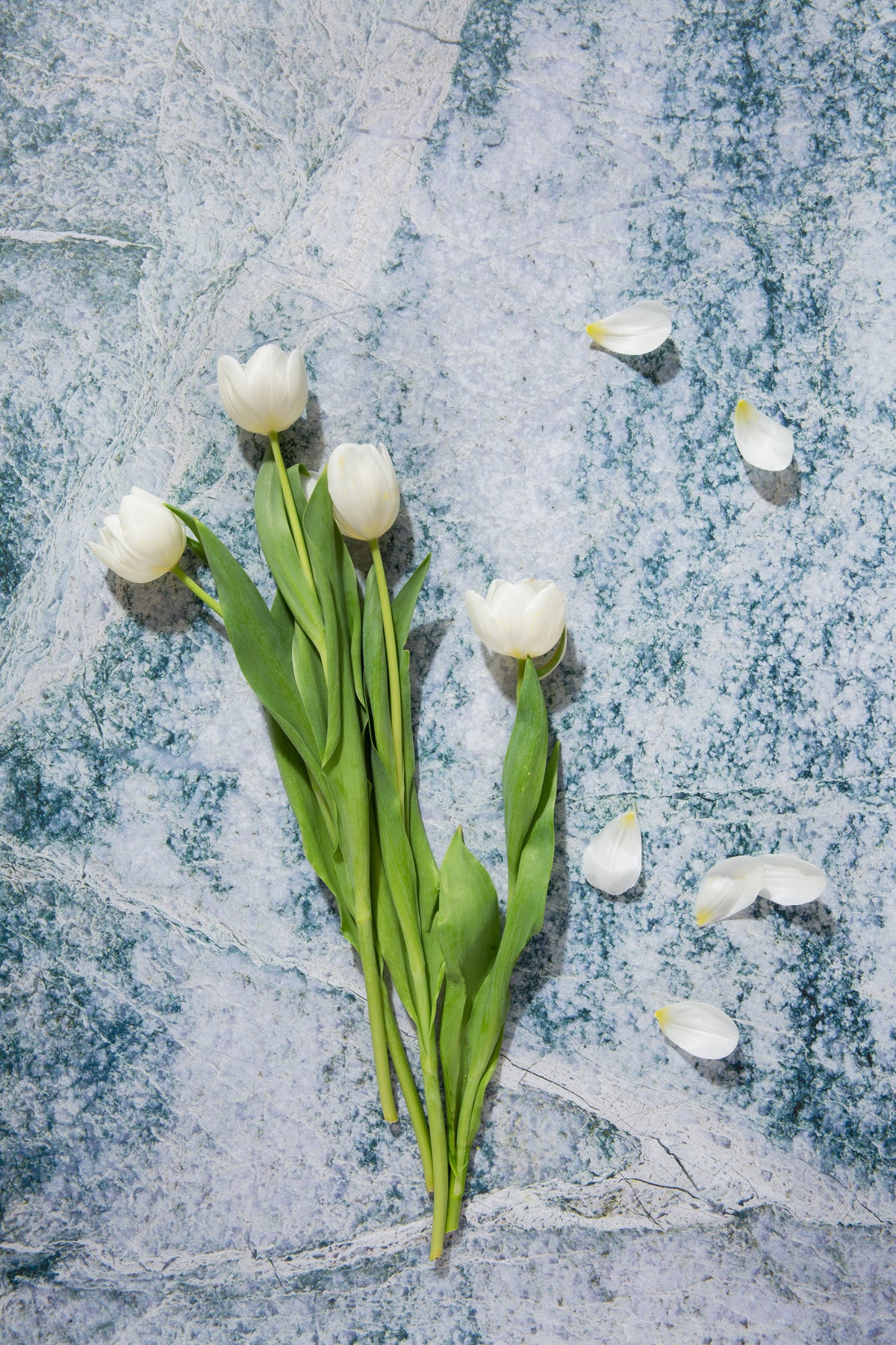 Kai Food and Product Photography Background with tulips