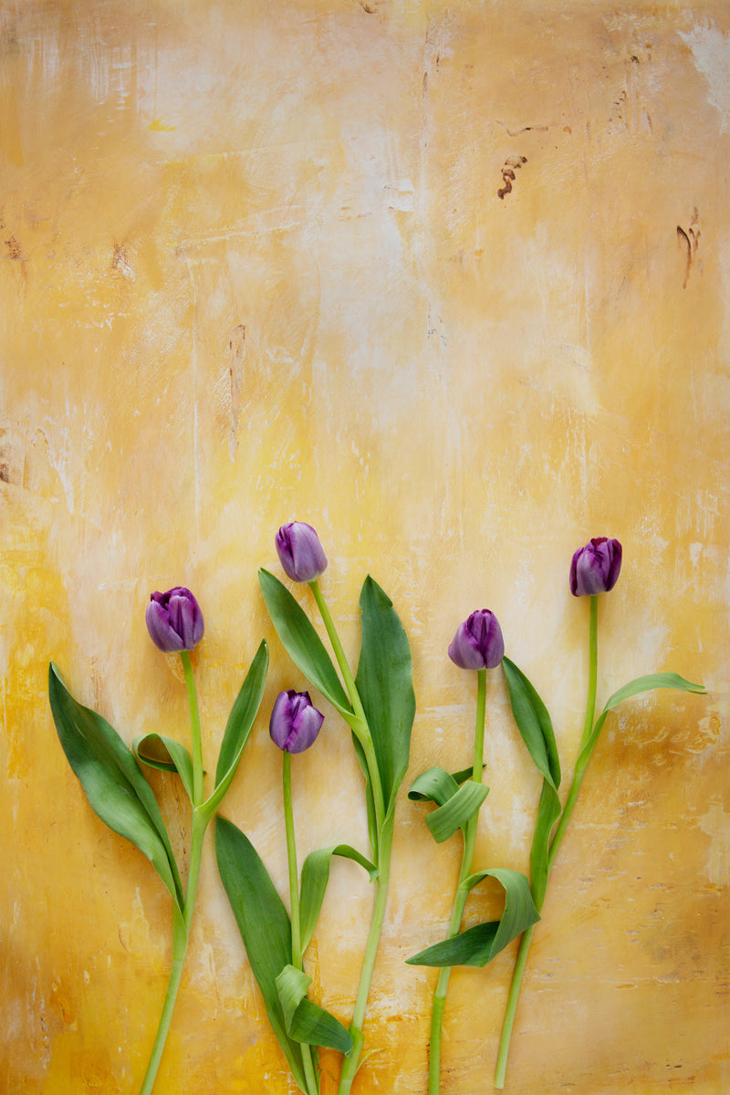 Lucia Food & Product Photography Background with purple tulips