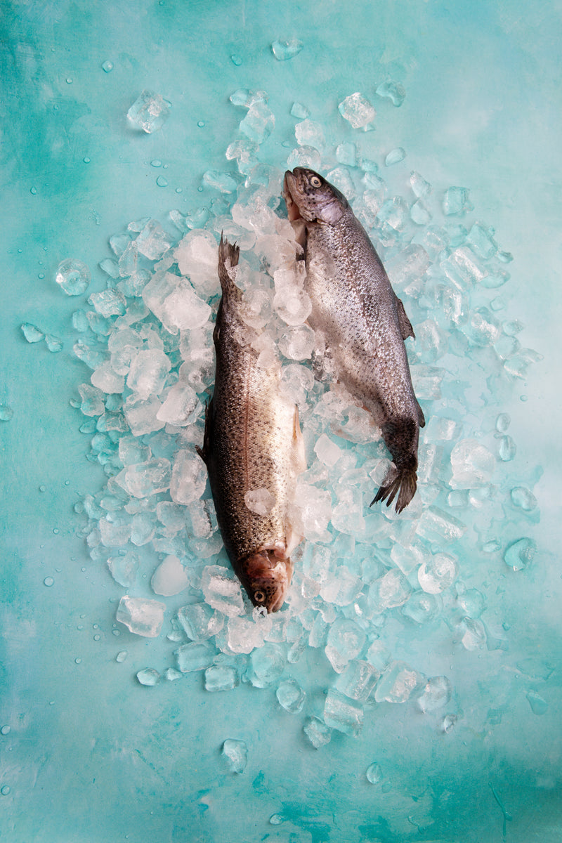Ariel Food Photography Background with ice cubes and whole fish