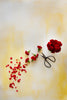 Belinda Food and Product Photography Background with red flowers